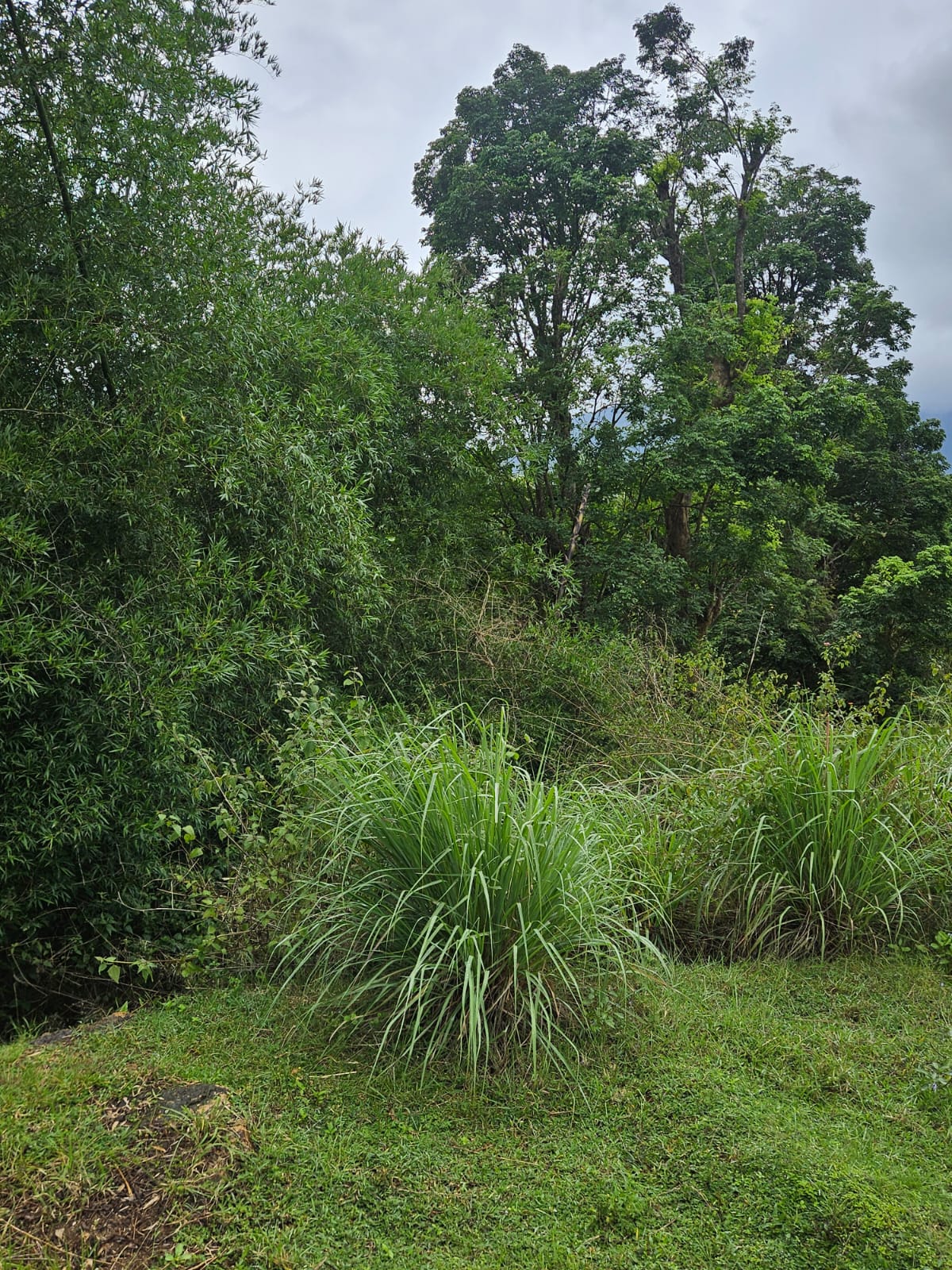 Forest View